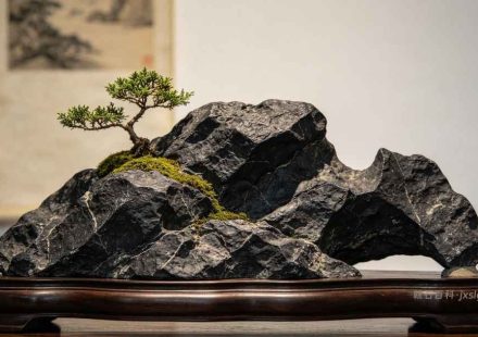 黑山石和太湖石拍照哪个好看